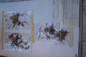 Arabis bryoides Boiss. var. laxa Stoj et D. Jord [холотип SOXXXXXX0036] (c) Софийски университет ‘Св. Климент Охридски’ — Хербариум на Биологически факултет (SO)