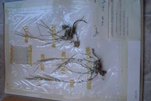 Arabis olympica sp. n. [холотип SOXXXXXX0037] (c) Софийски университет ‘Св. Климент Охридски’ — Хербариум на Биологически факултет (SO)