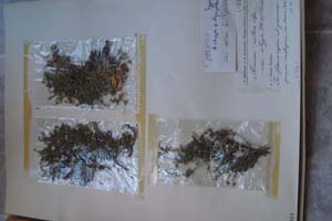 Arenaria cretica Spr. var. stygia (B.H.) Boiss. [тип SOXXXXXX0038] (c) Софийски университет ‘Св. Климент Охридски’ — Хербариум на Биологически факултет (SO)