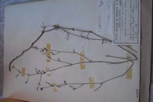 Asperula nestia kech. var Achtarovii [холотип SOXXXXXX0042] (c) Софийски университет ‘Св. Климент Охридски’ — Хербариум на Биологически факултет (SO)