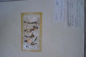 Botrychium lunaria Sw. f. subspicata Stoj. et D. Jord. [тип SOXXXXXX0045] (c) Софийски университет ‘Св. Климент Охридски’ — Хербариум на Биологически факултет (SO)