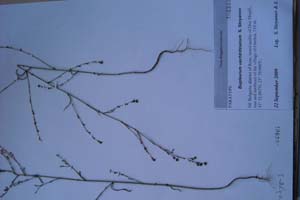 Bupleurum uechtritzianum S. Stoyanov [паратип SOXXXXXX0046] (c) Софийски университет ‘Св. Климент Охридски’ — Хербариум на Биологически факултет (SO)