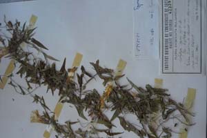 Calistegia sepium (L.) R. Br. var. sagittaria n.var. [тип SOXXXXXX0047] (c) Софийски университет ‘Св. Климент Охридски’ — Хербариум на Биологически факултет (SO)