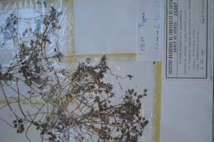Cardamine graeca L. ssp. thasia n.ssp. [тип SOXXXXXX0048] (c) Софийски университет ‘Св. Климент Охридски’ — Хербариум на Биологически факултет (SO)