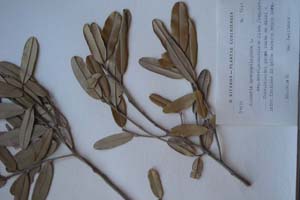 Capparis cynophallophora L. ssp. Brevipedunculata Kitan. (ssp. nov.) [тип SOXXXXXX0049] (c) Софийски университет ‘Св. Климент Охридски’ — Хербариум на Биологически факултет (SO)
