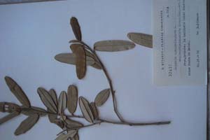 Capparis cynophallophora L. ssp. Brevipedunculata Kitan. (ssp. nov.) [тип SOXXXXXX0050] (c) Софийски университет ‘Св. Климент Охридски’ — Хербариум на Биологически факултет (SO)