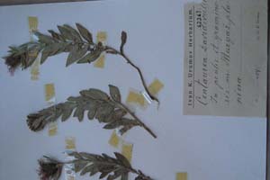 Centaurea davidovii Ur. [тип SOXXXXXX0051] (c) Софийски университет ‘Св. Климент Охридски’ — Хербариум на Биологически факултет (SO)