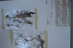 Centaurea ipsaria n.sp. [тип SOXXXXXX0053] (c) Софийски университет ‘Св. Климент Охридски’ — Хербариум на Биологически факултет (SO)