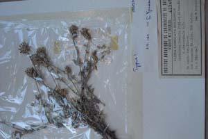 Centaurea ipsaria Stoj. et Kit. f. atrorubens n.f. [тип SOXXXXXX0054] (c) Софийски университет ‘Св. Климент Охридски’ — Хербариум на Биологически факултет (SO)