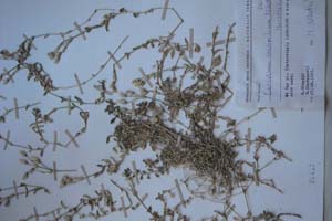Cerastium neoscardium Nicetić [изотип SOXXXXXX0059] (c) Софийски университет ‘Св. Климент Охридски’ — Хербариум на Биологически факултет (SO)