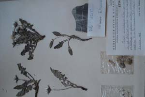 Crepis macedonica Kitan. [холотип SOXXXXXX0064] (c) Софийски университет ‘Св. Климент Охридски’ — Хербариум на Биологически факултет (SO)