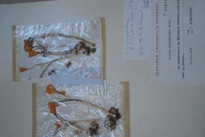 Crocus chrysanthus Herb. var. chrysanthus f. lilacinus Kitan et Diluk. [тип SOXXXXXX0065] (c) Софийски университет ‘Св. Климент Охридски’ — Хербариум на Биологически факултет (SO)