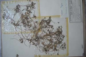 Cardamine graeca L. ssp. Thasia [тип SOXXXXXX0066] (c) Софийски университет ‘Св. Климент Охридски’ — Хербариум на Биологически факултет (SO)