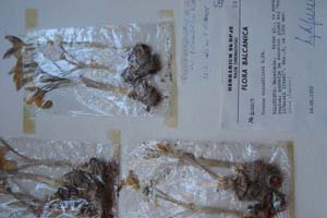 Crocus chrysanthus Herb. var. bornműlleri Kitan. et Drenk. [холотип SOXXXXXX0068] (c) Софийски университет ‘Св. Климент Охридски’ — Хербариум на Биологически факултет (SO)