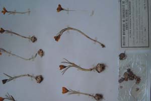 Crocus chrysanthus Herb. f. brunellus Stoj et Kit [холотип SOXXXXXX0069] (c) Софийски университет ‘Св. Климент Охридски’ — Хербариум на Биологически факултет (SO)