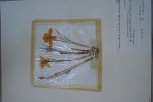 Crocus moesiacus Ker. f. orientalis Kitan. et Drenk. [холотип SOXXXXXX0070] (c) Софийски университет ‘Св. Климент Охридски’ — Хербариум на Биологически факултет (SO)