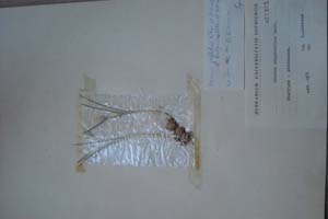 Crocus pallidus Kitan. et Drenk. f. bulgaricus Kitan. et Drenk. [холотип SOXXXXXX0072] (c) Софийски университет ‘Св. Климент Охридски’ — Хербариум на Биологически факултет (SO)