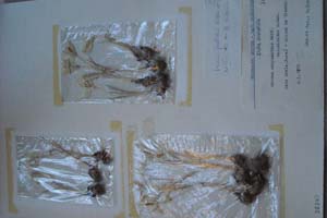 Crocus pallidus Kitan. et Drenk. [холотип SOXXXXXX0073] (c) Софийски университет ‘Св. Климент Охридски’ — Хербариум на Биологически факултет (SO)