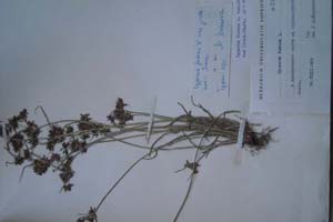 Cyperus fuscus L. var. jordanovii Mark. [тип SOXXXXXX0074] (c) Софийски университет ‘Св. Климент Охридски’ — Хербариум на Биологически факултет (SO)