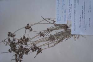 Cyperus fuscus L. var. jordanovii Mark. [изотип SOXXXXXX0075] (c) Софийски университет ‘Св. Климент Охридски’ — Хербариум на Биологически факултет (SO)