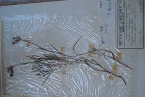 Dianthus achtarovii Stoj. et Kit. [холотип SOXXXXXX0076] (c) Софийски университет ‘Св. Климент Охридски’ — Хербариум на Биологически факултет (SO)