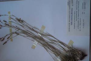 Dianthus silvestris Wulf. ssp. frutescens Acht. et Kitan [тип SOXXXXXX0077] (c) Софийски университет ‘Св. Климент Охридски’ — Хербариум на Биологически факултет (SO)