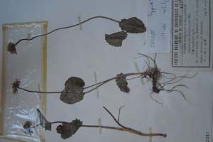 Doronicum caucasicum MB f. hirsutior [холотип SOXXXXXX0079] (c) Софийски университет ‘Св. Климент Охридски’ — Хербариум на Биологически факултет (SO)