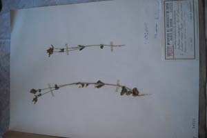 Erythraea centaurium Pers. f. citriun [холотип SOXXXXXX0080] (c) Софийски университет ‘Св. Климент Охридски’ — Хербариум на Биологически факултет (SO)