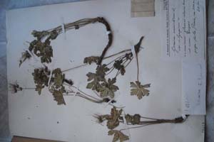 Geranium macrorhizum L. var. olympicum [тип SOXXXXXX0086] (c) Софийски университет ‘Св. Климент Охридски’ — Хербариум на Биологически факултет (SO)