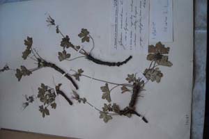 Geranium macrorhizum L. var. olympicum [тип SOXXXXXX0087] (c) Софийски университет ‘Св. Климент Охридски’ — Хербариум на Биологически факултет (SO)
