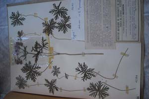 Geranium tuberosum L. ssp. Thasium Stoj. et Kitan. [холотип SOXXXXXX0088] (c) Софийски университет ‘Св. Климент Охридски’ — Хербариум на Биологически факултет (SO)