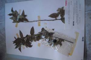 Guazuma tomentosa H.B.K. var. parviflora Kitan. [холотип SOXXXXXX0089] (c) Софийски университет ‘Св. Климент Охридски’ — Хербариум на Биологически факултет (SO)