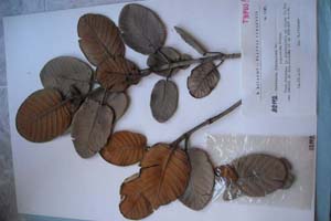 Guettarda ferruginea Wr. ssp. ovata Kitan. [холотип SOXXXXXX0090] (c) Софийски университет ‘Св. Климент Охридски’ — Хербариум на Биологически факултет (SO)