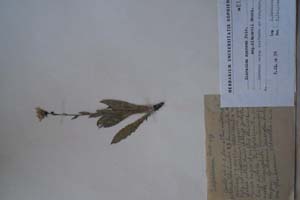 Hieracium sparsum Friv. ssp. kitanovii Georg. [холотип SOXXXXXX0092] (c) Софийски университет ‘Св. Климент Охридски’ — Хербариум на Биологически факултет (SO)