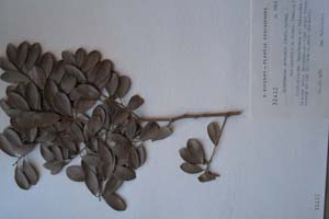 Hyperbaena cubescens (Grsb.) Urban var. parviflora Kitan. (var. n.) [холотип SOXXXXXX0093] (c) Софийски университет ‘Св. Климент Охридски’ — Хербариум на Биологически факултет (SO)