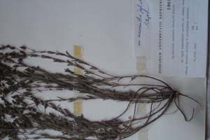 Hypericum aucheri Jaub. et Spach. var. macrantha Jord. et Kož. [холотип SOXXXXXX0094] (c) Софийски университет ‘Св. Климент Охридски’ — Хербариум на Биологически факултет (SO)
