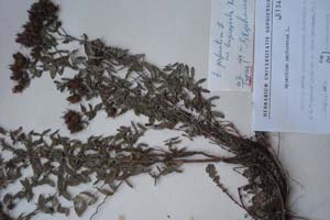 Hypericum perforatum L. var. longicapsula Kož. [холотип SOXXXXXX0095] (c) Софийски университет ‘Св. Климент Охридски’ — Хербариум на Биологически факултет (SO)
