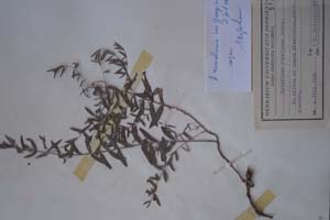 Hypericum rumelicum Boiss. var georgievii D.Jord. et Kož. [холотип SOXXXXXX0096] (c) Софийски университет ‘Св. Климент Охридски’ — Хербариум на Биологически факултет (SO)