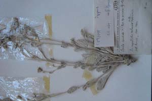 Inula candida ssp. parnasia Stoj. et D.Jord. (L.) Cass. [холотип SOXXXXXX0101] (c) Софийски университет ‘Св. Климент Охридски’ — Хербариум на Биологически факултет (SO)