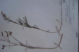 Lathyrus cyaneus C. Koch. [холотип SOXXXXXX0103] (c) Софийски университет ‘Св. Климент Охридски’ — Хербариум на Биологически факултет (SO)