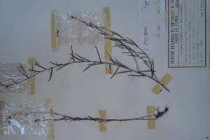 Linaria genistaefolia Mill. var. linifolia Bss. [холотип SOXXXXXX0105] (c) Софийски университет ‘Св. Климент Охридски’ — Хербариум на Биологически факултет (SO)