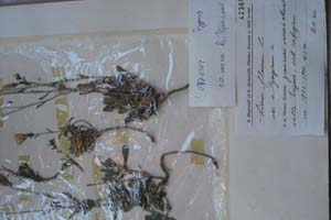 Linum flavum L. var. olympicum [холотип SOXXXXXX0106] (c) Софийски университет ‘Св. Климент Охридски’ — Хербариум на Биологически факултет (SO)