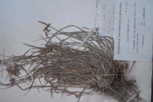 Luzula forsteri DC. var. macrantha [тип SOXXXXXX0108] (c) Софийски университет ‘Св. Климент Охридски’ — Хербариум на Биологически факултет (SO)
