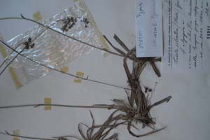 Luzula silvatica (Huds.) Gaudin f. olympica [холотип SOXXXXXX0109] (c) Софийски университет ‘Св. Климент Охридски’ — Хербариум на Биологически факултет (SO)