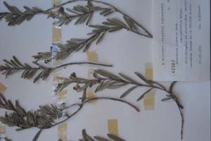 Marsdenia linearis Dcne. var. latifolia Kitan. [type SOXXXXXX0111] (c) Sofia University ‘St. Kliment Ohridski’ — Biological Faculty — Herbarium (SO)