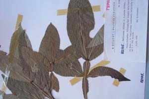 Melicocca bijuga L. f. alata Kitan. [holotype SOXXXXXX0112] (c) Sofia University ‘St. Kliment Ohridski’ — Biological Faculty — Herbarium (SO)