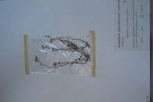 Minuartia rumelica P. Pan. [isotype SOXXXXXX0117] Sofia University ‘St. Kliment Ohridski’ — Biological Faculty — Herbarium (SO)