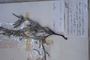 Onosma echioides L. var. olympica [холотип SOXXXXXX0121] (c) Софийски университет ‘Св. Климент Охридски’ — Хербариум на Биологически факултет (SO)