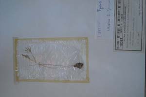 Ornithogalum fimbriatum W. var. aegaeum [холотип SOXXXXXX0123] (c) Софийски университет ‘Св. Климент Охридски’ — Хербариум на Биологически факултет (SO)