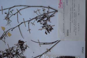 Pitheclobium arboreum (L.) Urb. var. filifolia Kitan. [котип SOXXXXXX0127] (c) Софийски университет ‘Св. Климент Охридски’ — Хербариум на Биологически факултет (SO)